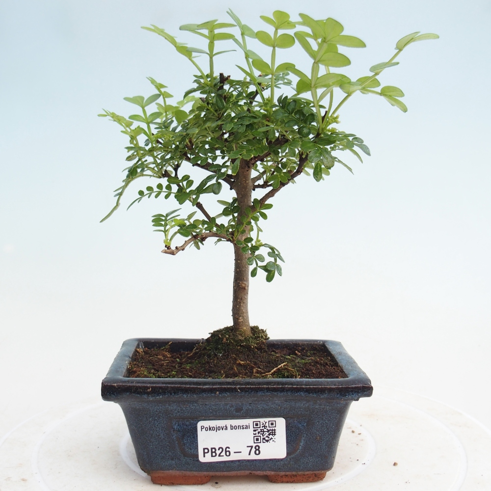Pokojová bonsai - Zantoxylum piperitum - pepřovník