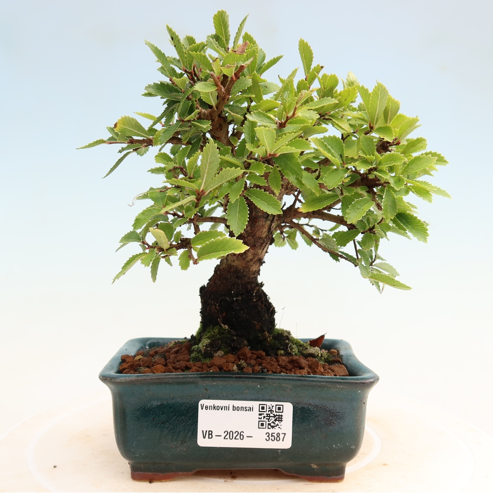Venkovní bonsai - Zelkova - Zelkova NIRE
