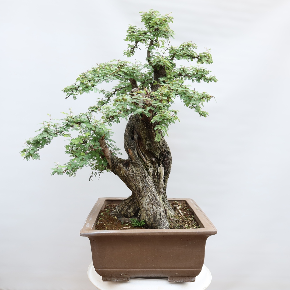 Pokojová bonsai - Akacia Arabica