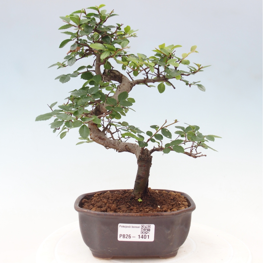 Pokojová bonsai - Ulmus parvifolia - Malolistý jilm
