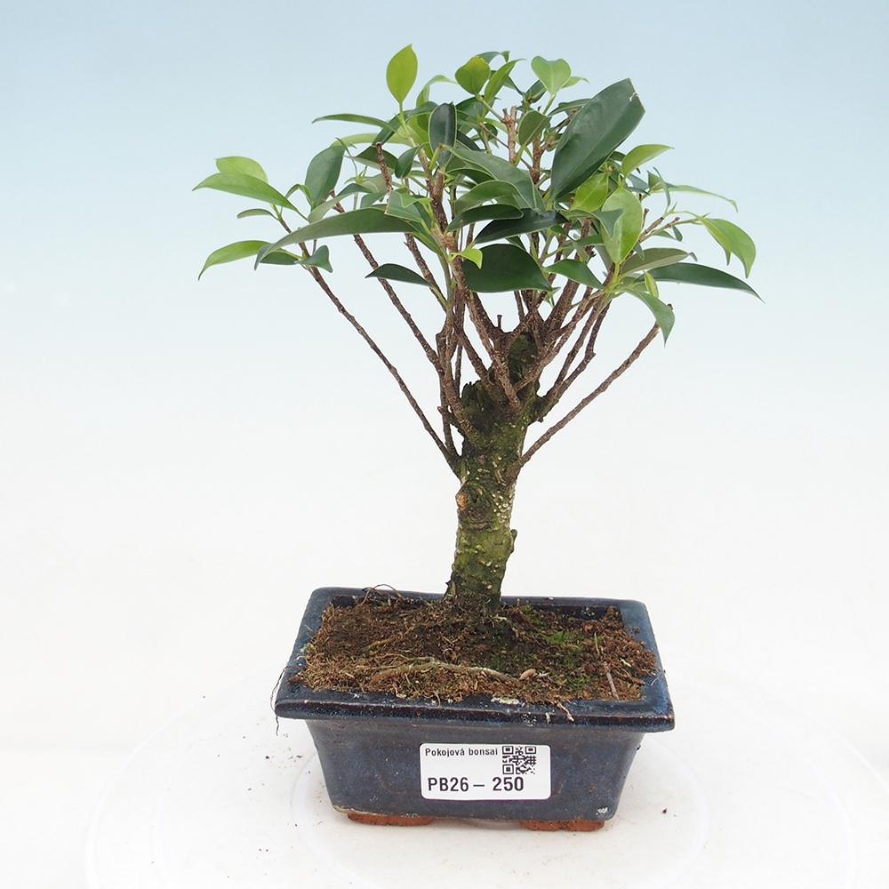 Pokojová bonsai Ficus retusa kimmen