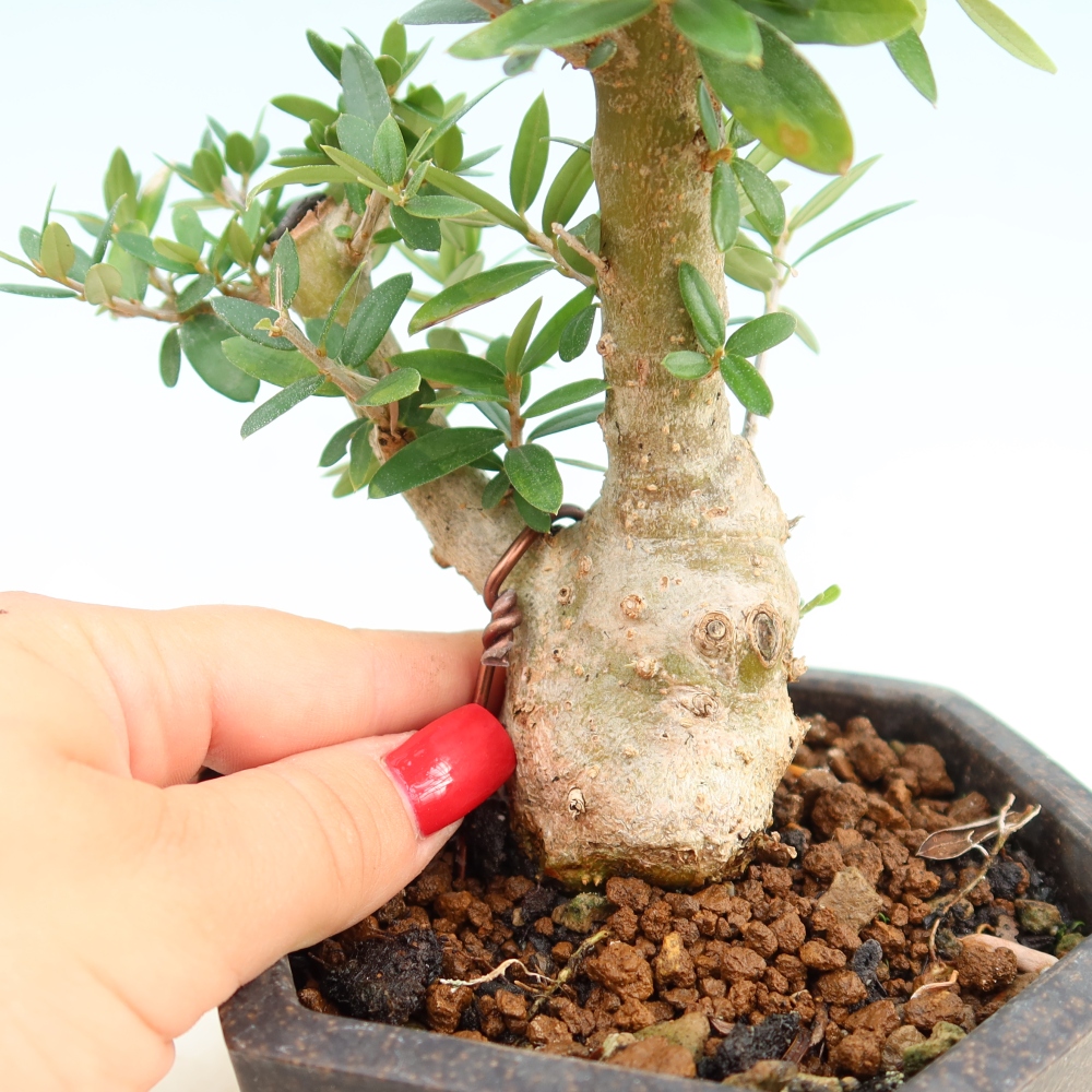 Pokojová bonsai - Olea europaea sylvestris -Oliva evropská drobnolistá