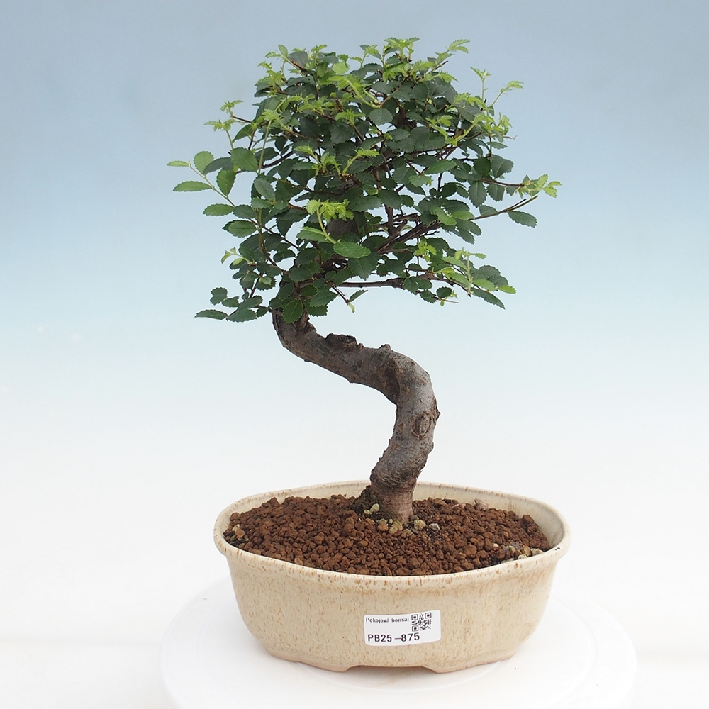 Pokojová bonsai - Ulmus parvifolia - Malolistý jilm