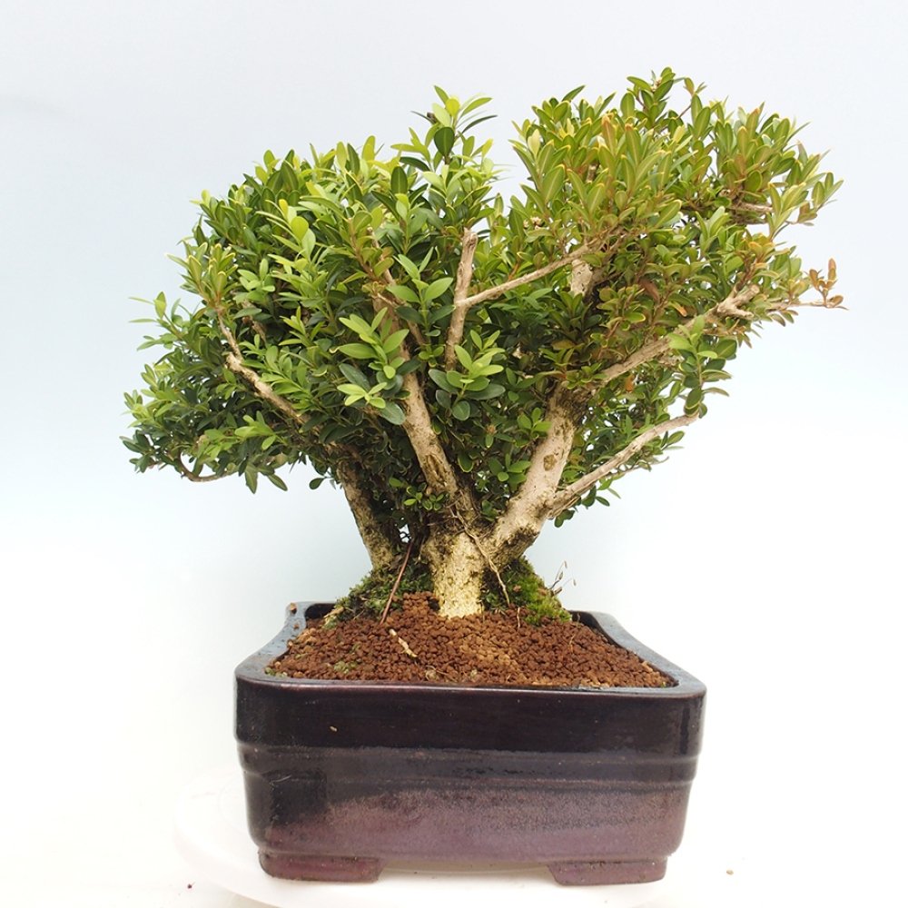 Venkovní bonsai - Buxus sempervirens - zimostráz