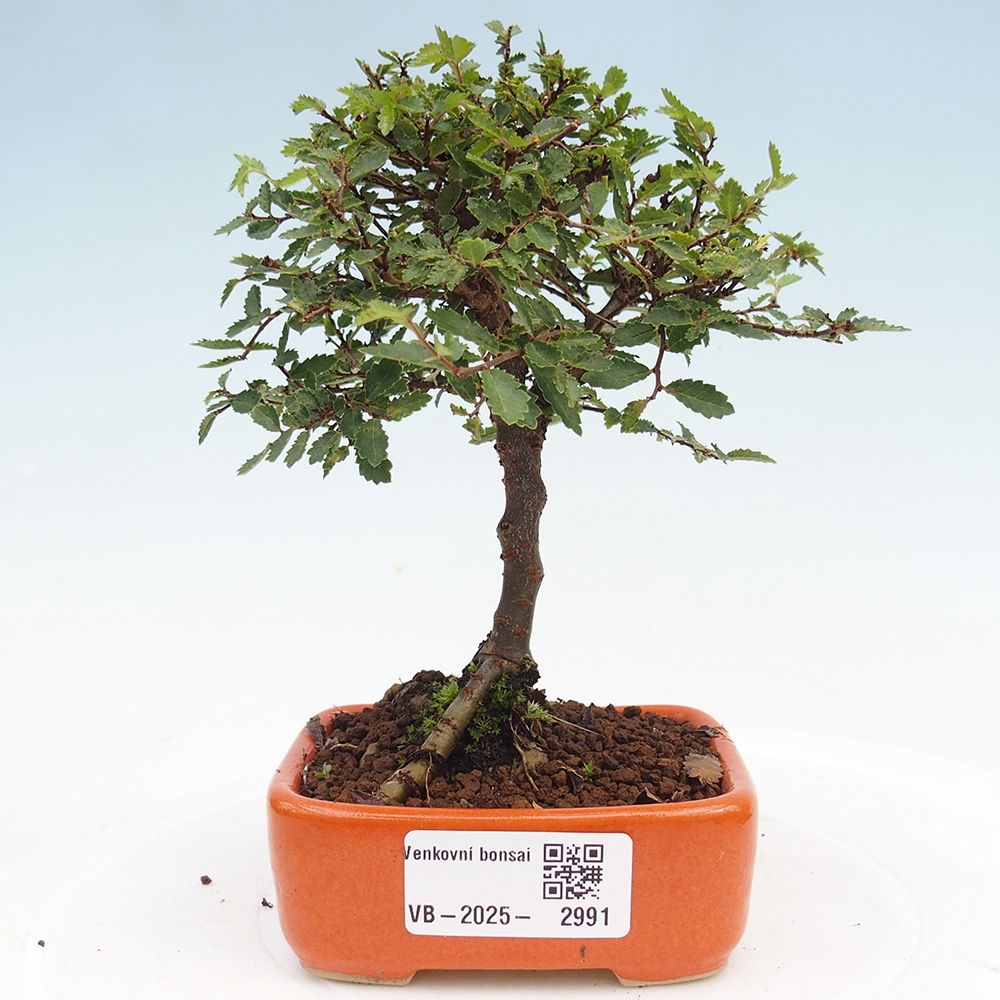 Venkovní bonsai - Ulmus parvifolia Sagei - Malolistý jilm