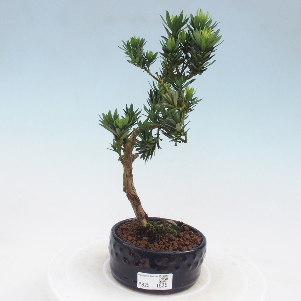 Pokojová bonsai - Podocarpus - Kamenný tis