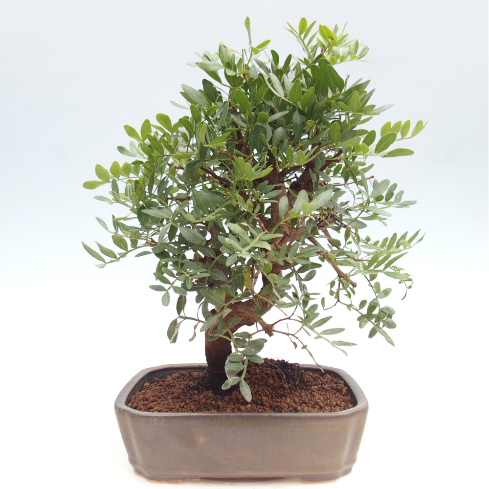 Pokojová bonsai -  Pistácie