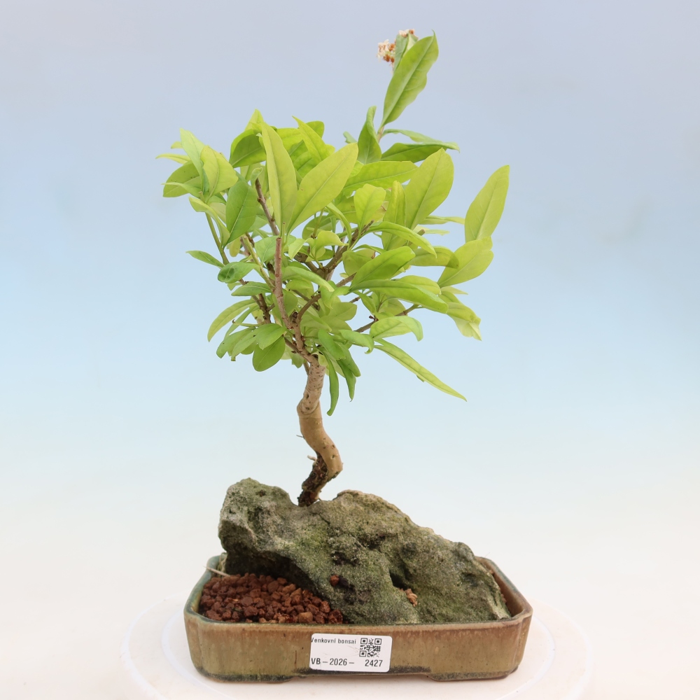 Venkovní bonsai - Ligustrum vulgare - Ptačí zob