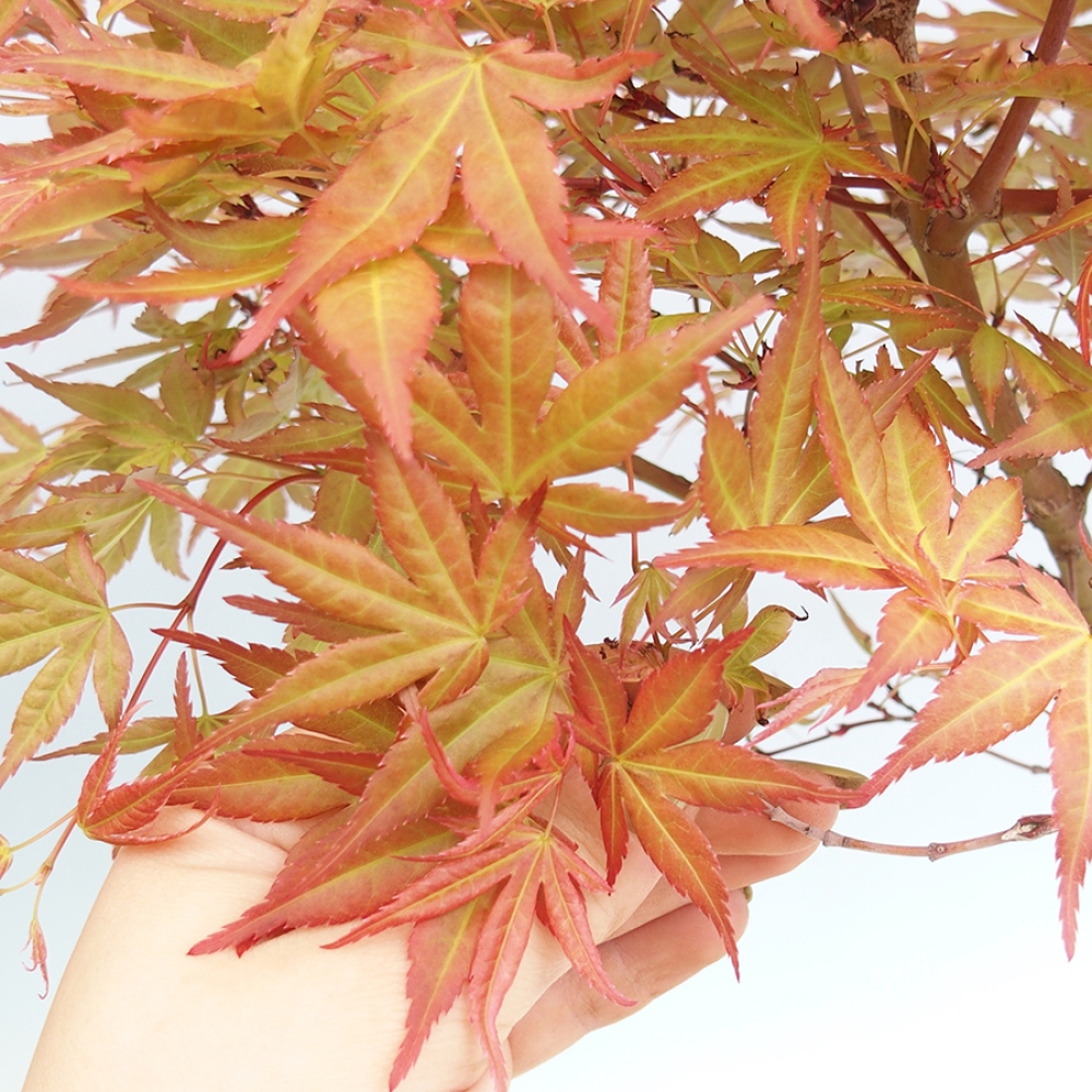 Venkovní bonsai -Javor dlanitolistý  - Acer palmatum Beni Tsukasa v kontejneru