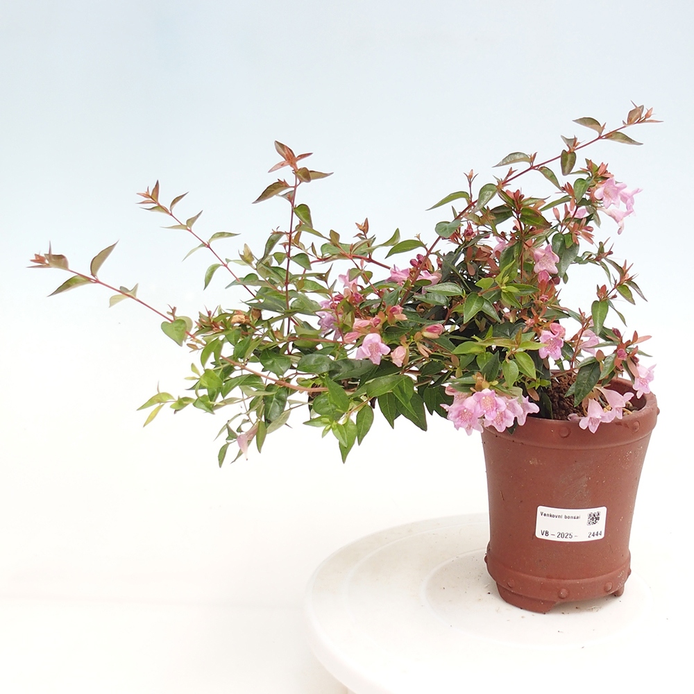 Venkovní bonsai - Abelia Grandiflora - Abélie velkokvětá