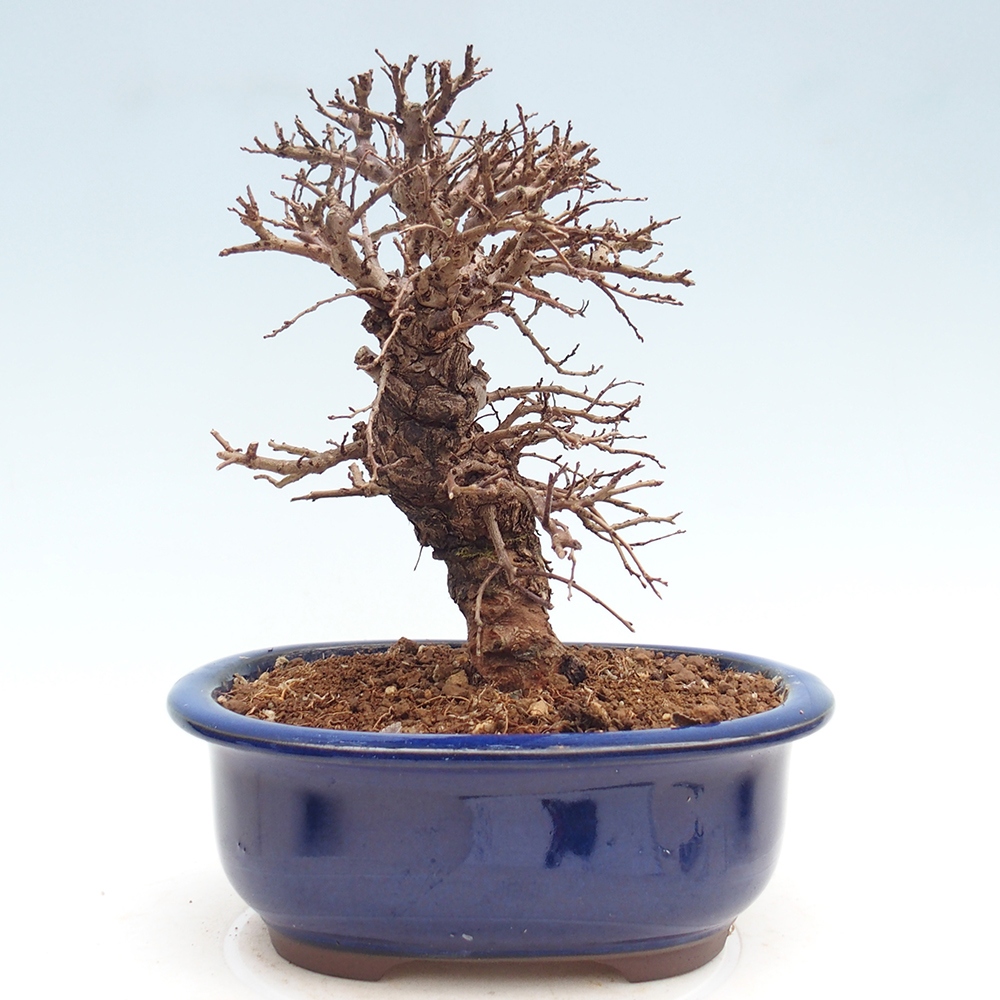 Venkovní bonsai - Zelkova - Zelkova NIRE