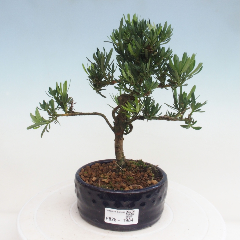 Pokojová bonsai - Podocarpus - Kamenný tis