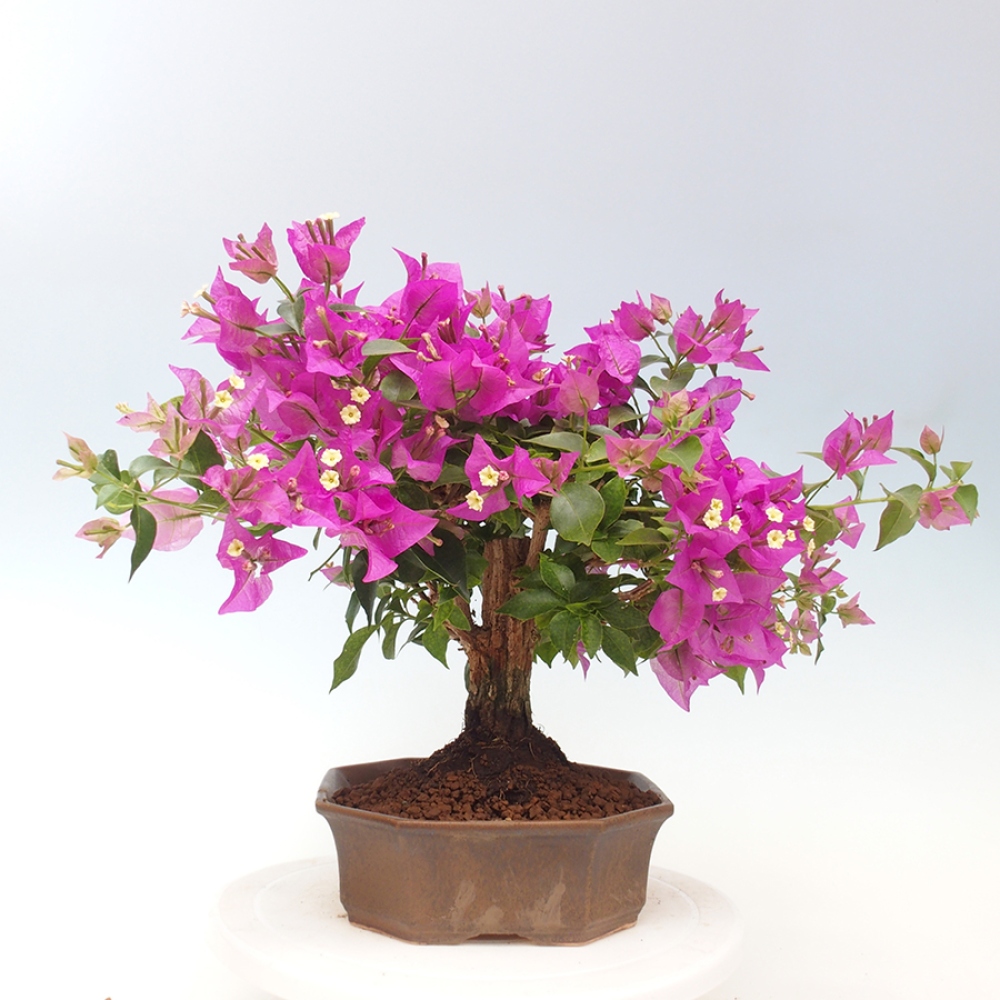 Pokojová bonsai - Bouganwilea