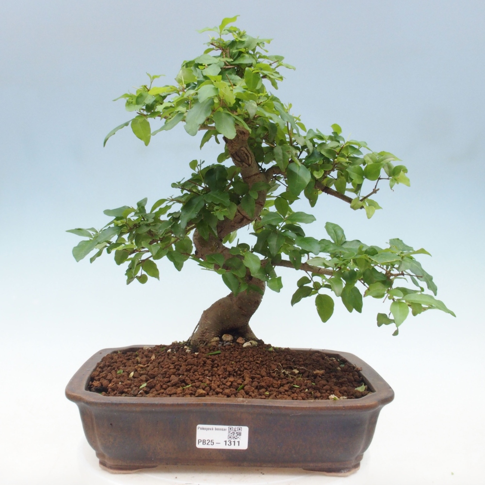 Pokojová bonsai -Ligustrum chinensis - Ptačí zob