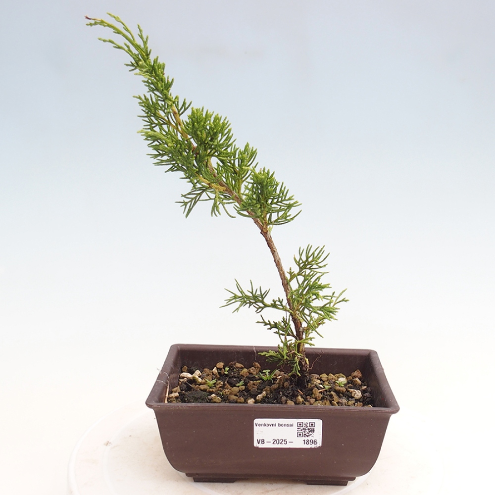 Venkovní bonsai - Juniperus chinensis Itoigawa -Jalovec čínský