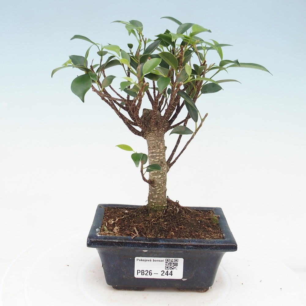 Pokojová bonsai Ficus retusa kimmen