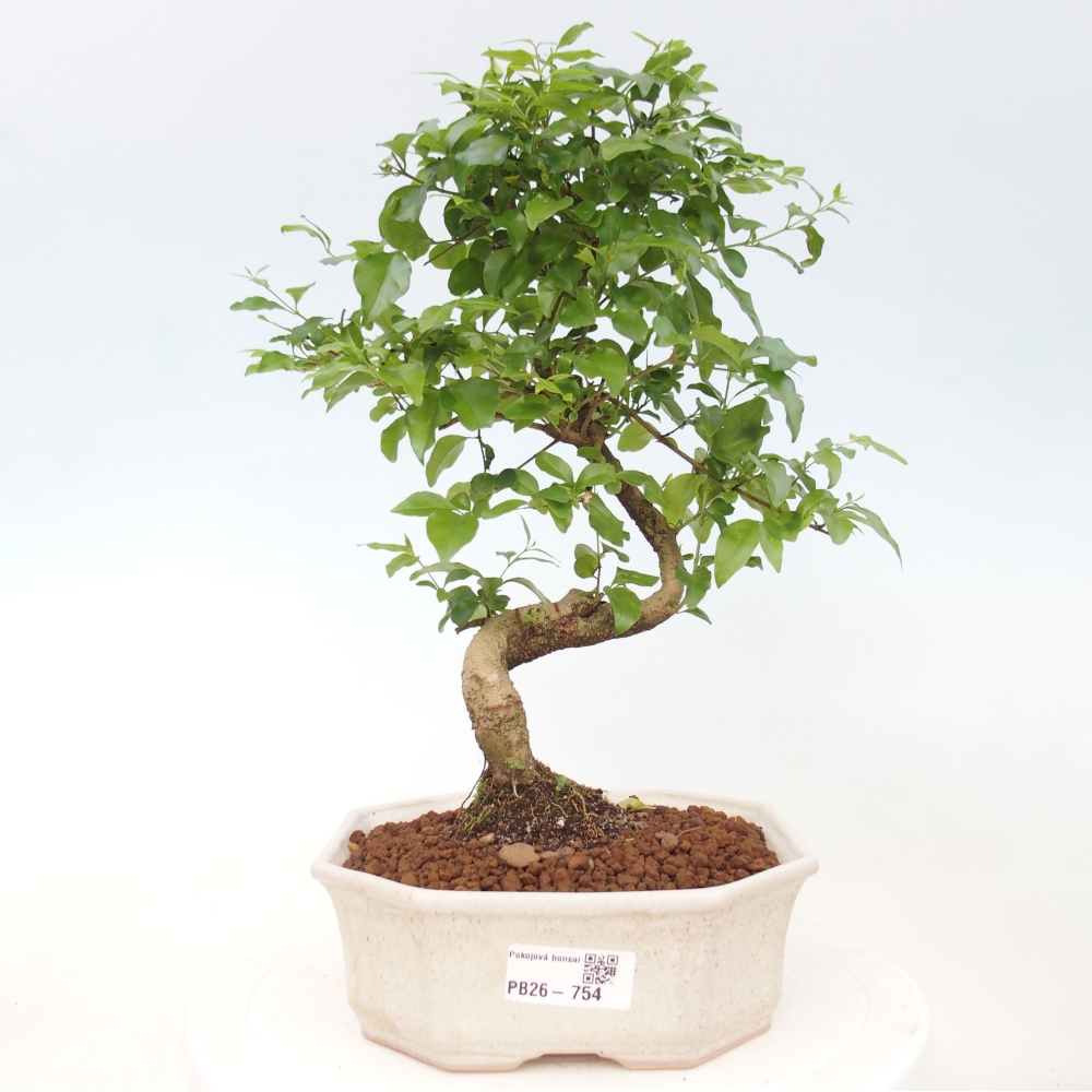 Pokojová bonsai -Ligustrum chinensis - Ptačí zob