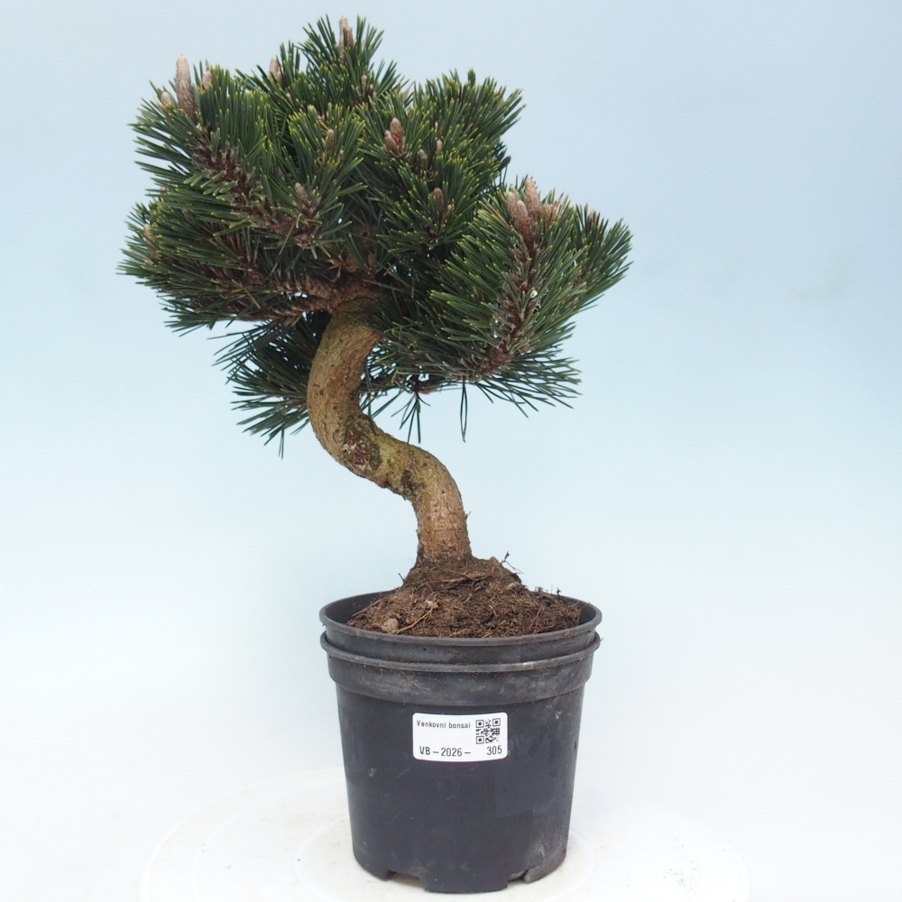 Venkovní bonsai - Pinus thunbergii senjyumaru - Borovice thunbergova