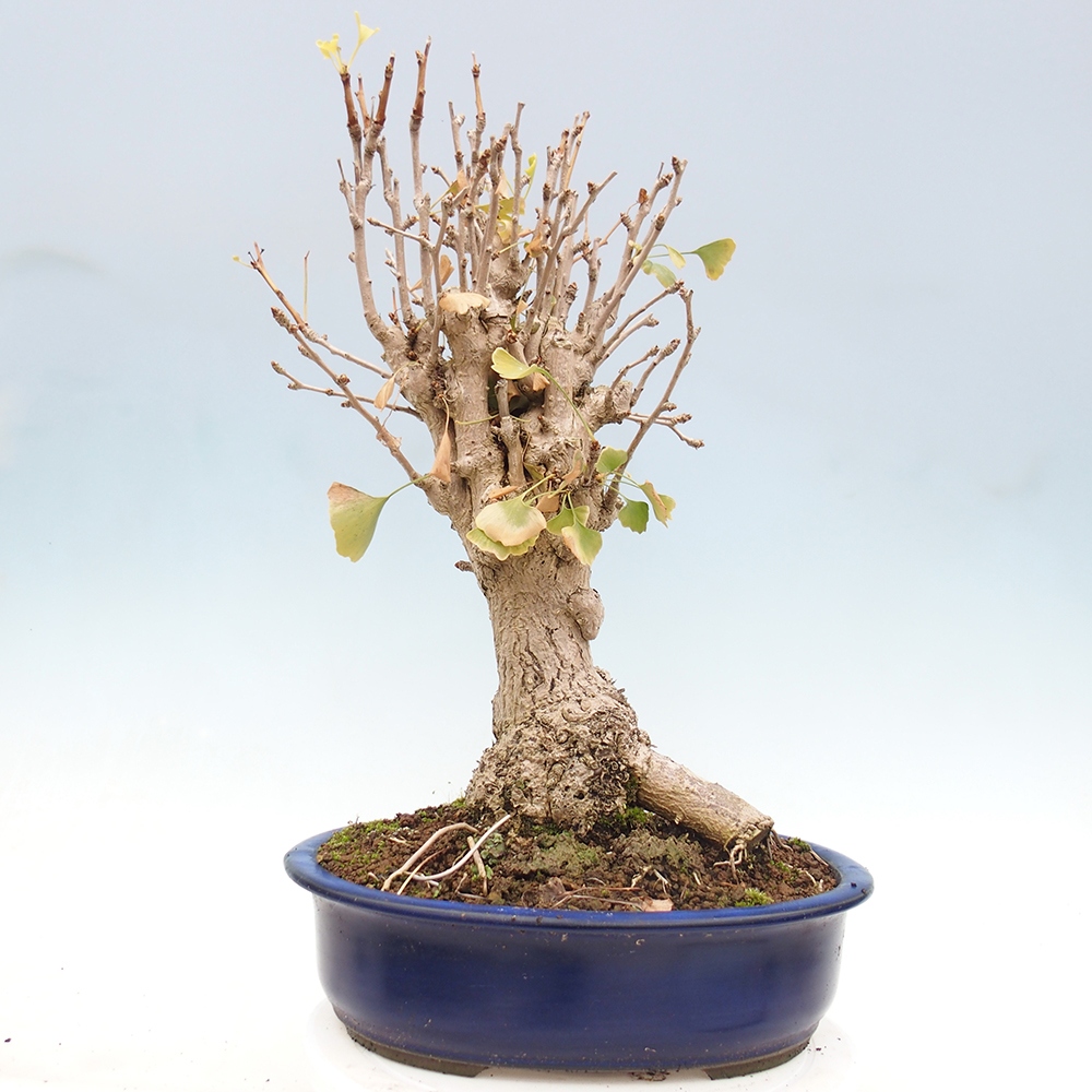 Venkovní bonsai - Jinan dvoulaločný - Ginkgo biloba