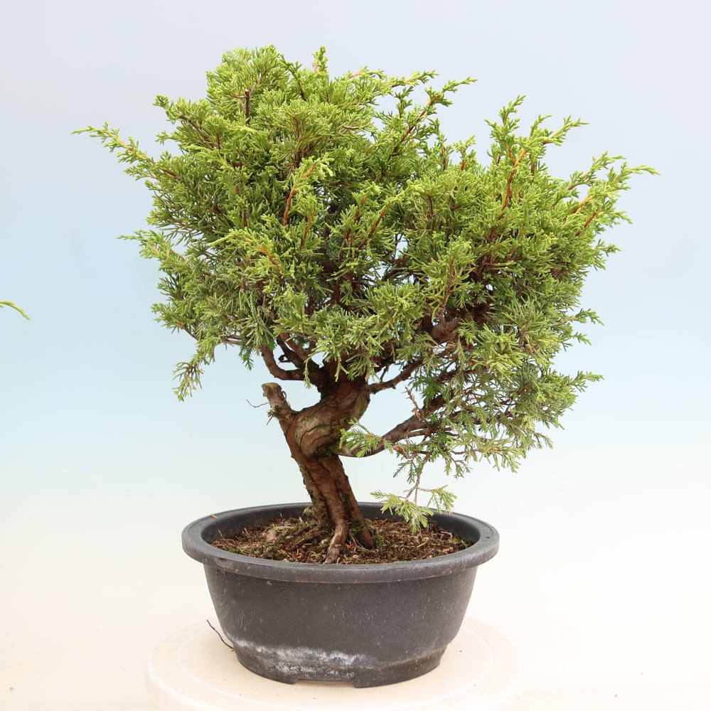 Venkovní bonsai - Juniperus chinensis Itoigawa-Jalovec čínský