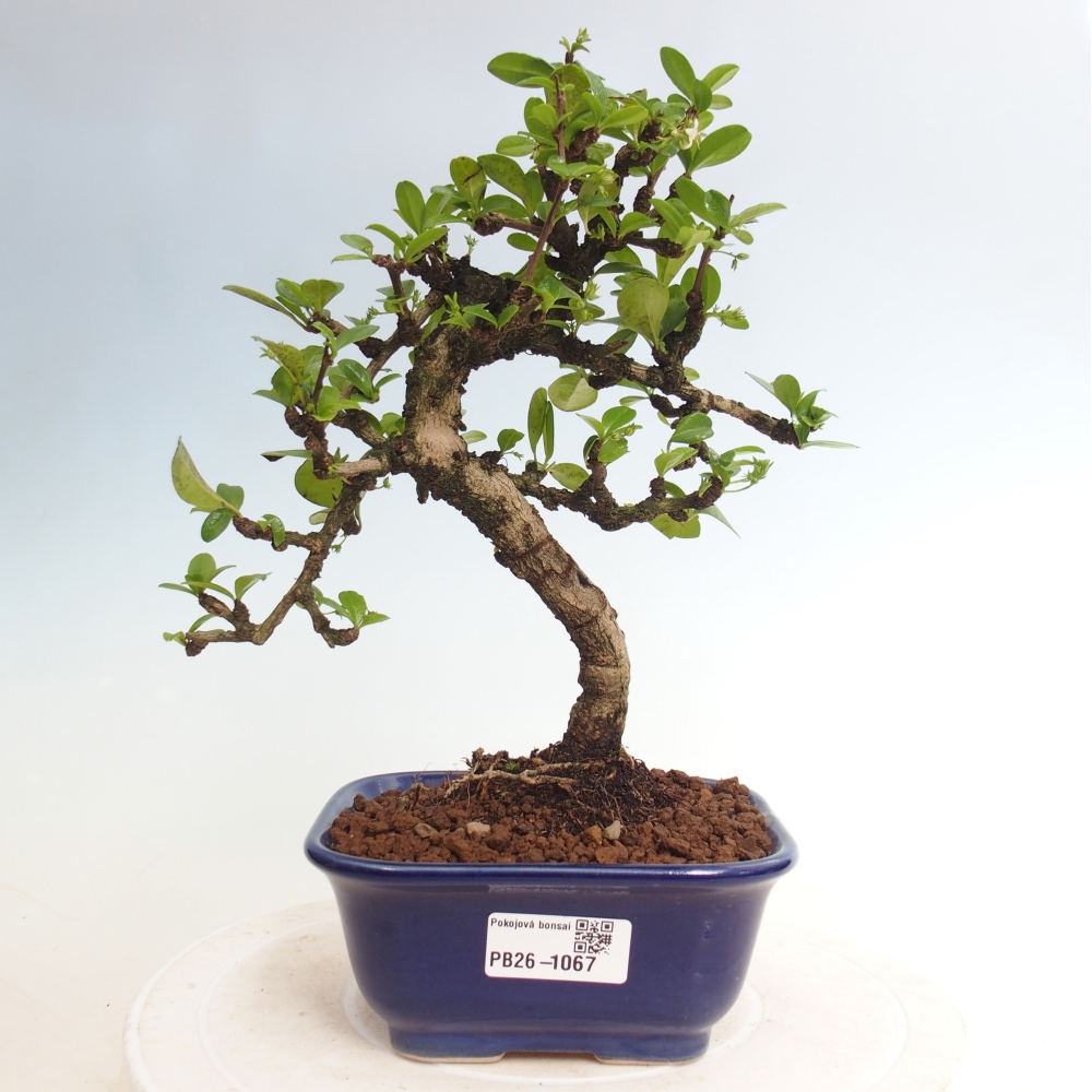 Pokojová bonsai - Carmona macrophylla - Čaj fuki