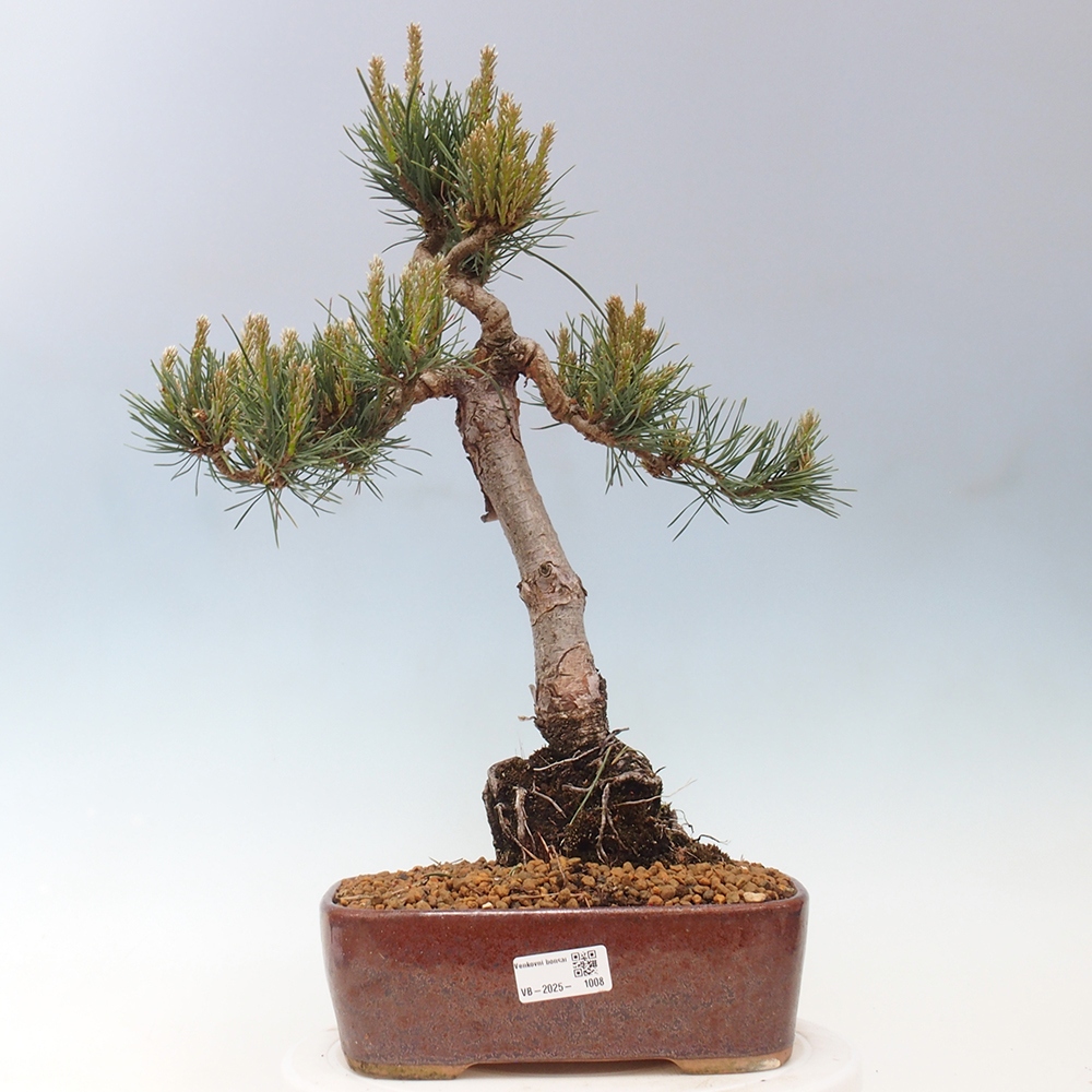 Venkovní bonsai - Pinus Sylvestris Watererri - Borovice lesní