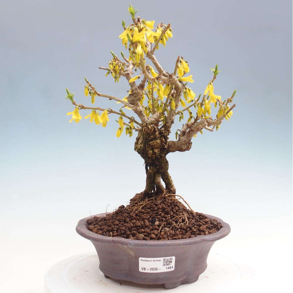 Venkovní bonsai - Zlatice - Forsythia koreana