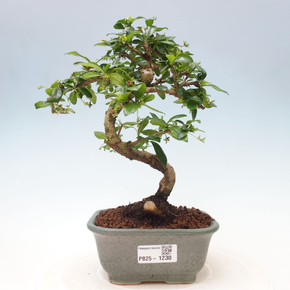 Pokojová bonsai - Carmona macrophylla - Čaj fuki