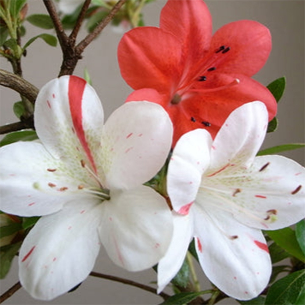 Venkovní bonsai - Japonská azalka - Azalea Kisshoten