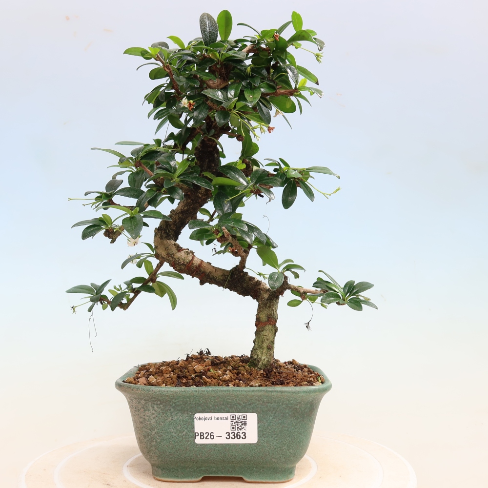 Pokojová bonsai - Carmona macrophylla - Čaj fuki