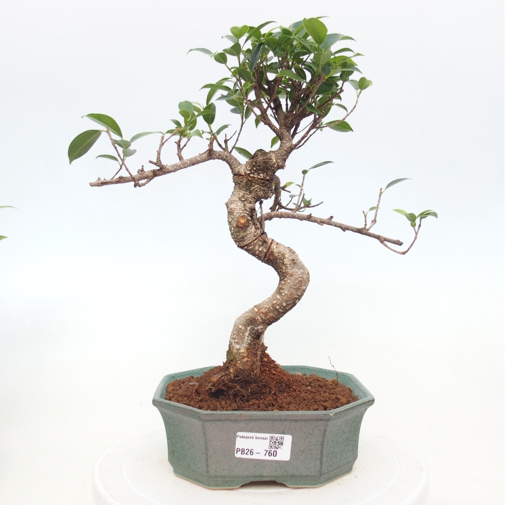 Pokojová bonsai - Ficus retusa -  malolistý fíkus