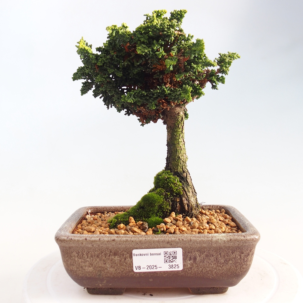 Venkovní bonsai - Cham. obtusa SEKKA HINOKI - Cypřišek