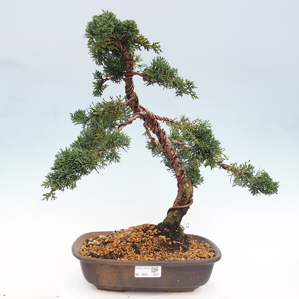 Venkovní bonsai - Juniperus chinensis Kishu -Jalovec čínský