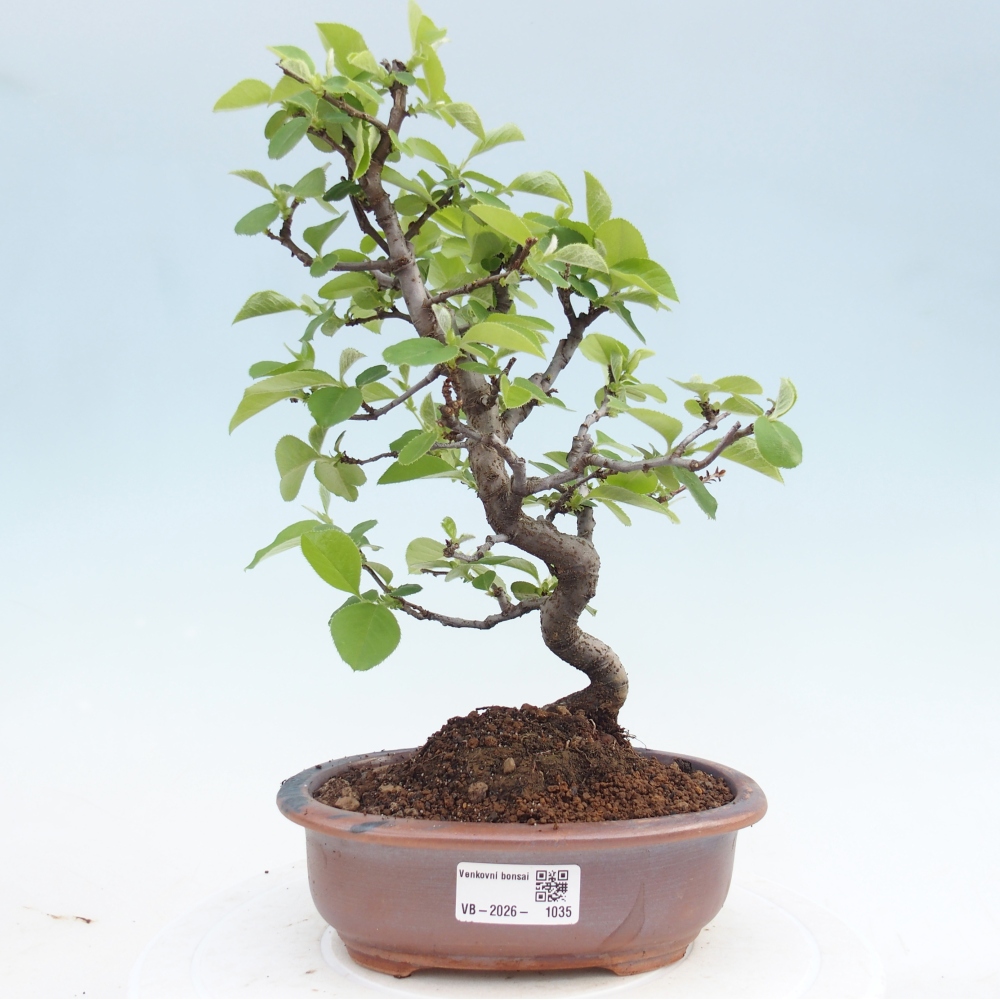 Venkovní  bonsai -  Chaneomeles chinensis - Kdoulovec čínsky