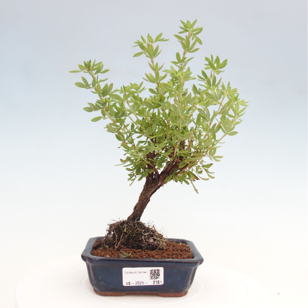 Venkovní bonsai-Mochna křovitá - potentila fruticosa yellow Bird