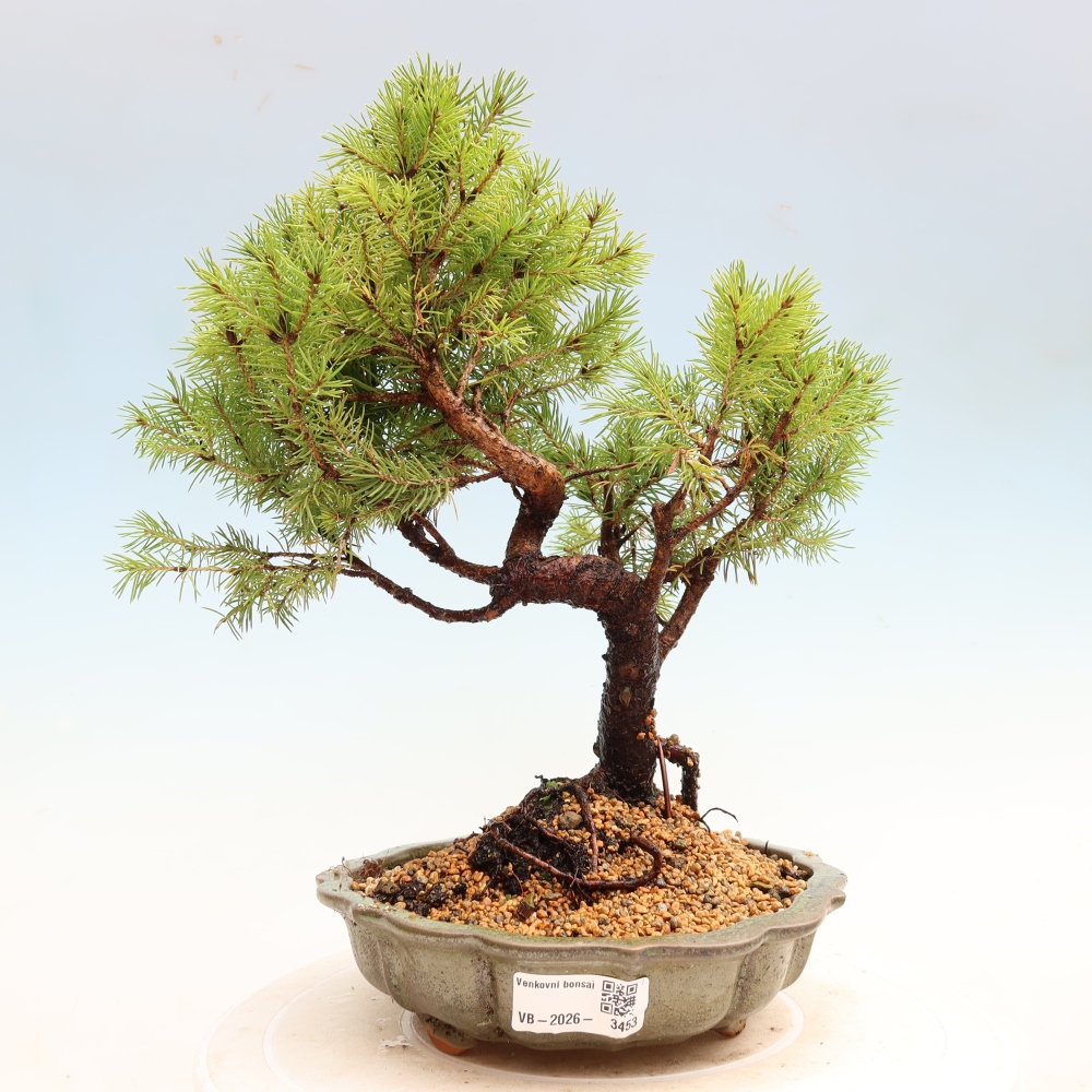 Venkovní bonsai- Smrk sivý - Picea glauca globe