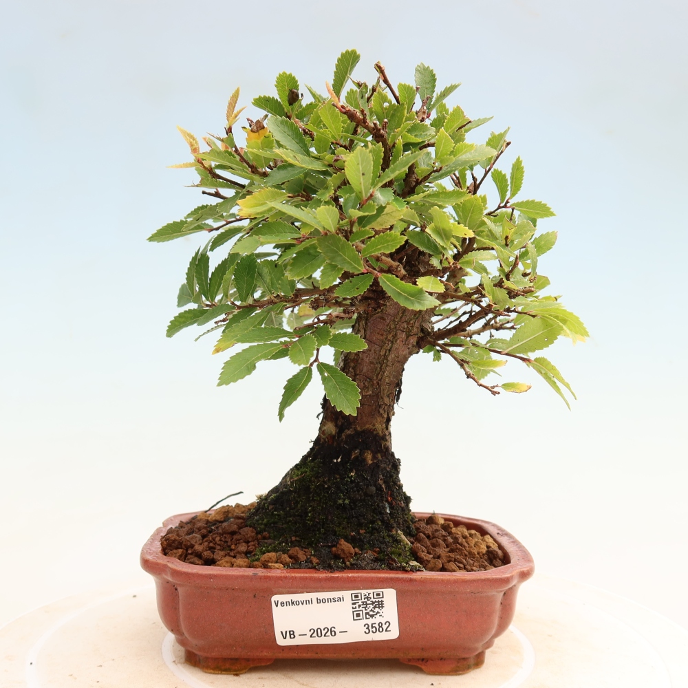 Venkovní bonsai - Zelkova - Zelkova NIRE