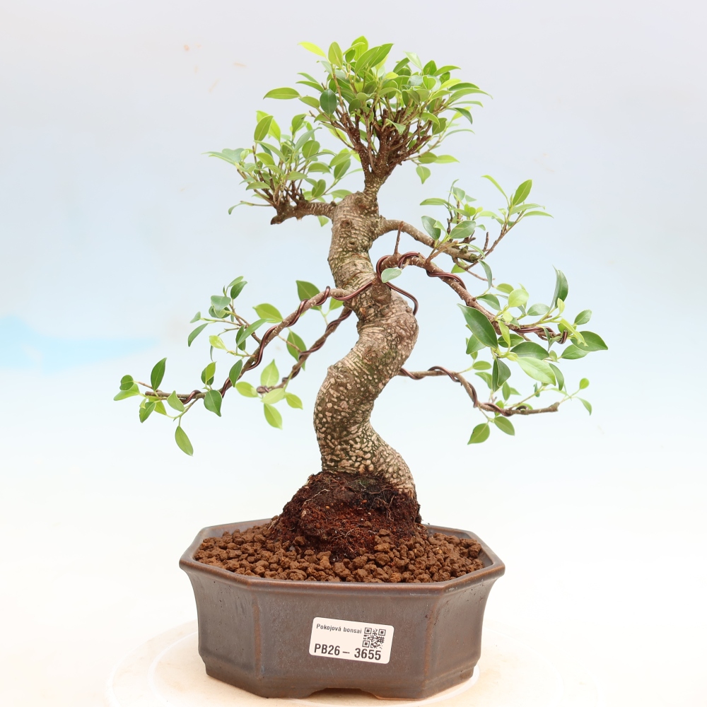 Pokojová bonsai - Ficus kimmen -  malolistý fíkus