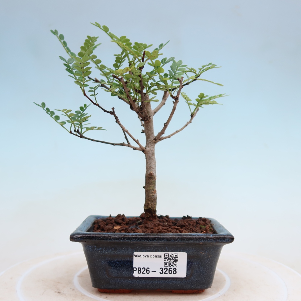 Pokojová bonsai - Zantoxylum piperitum - pepřovník