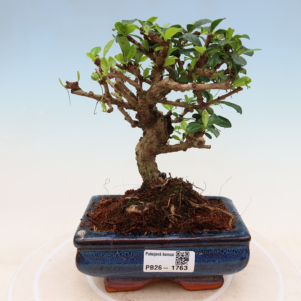 Pokojová bonsai - Carmona macrophylla - Čaj fuki