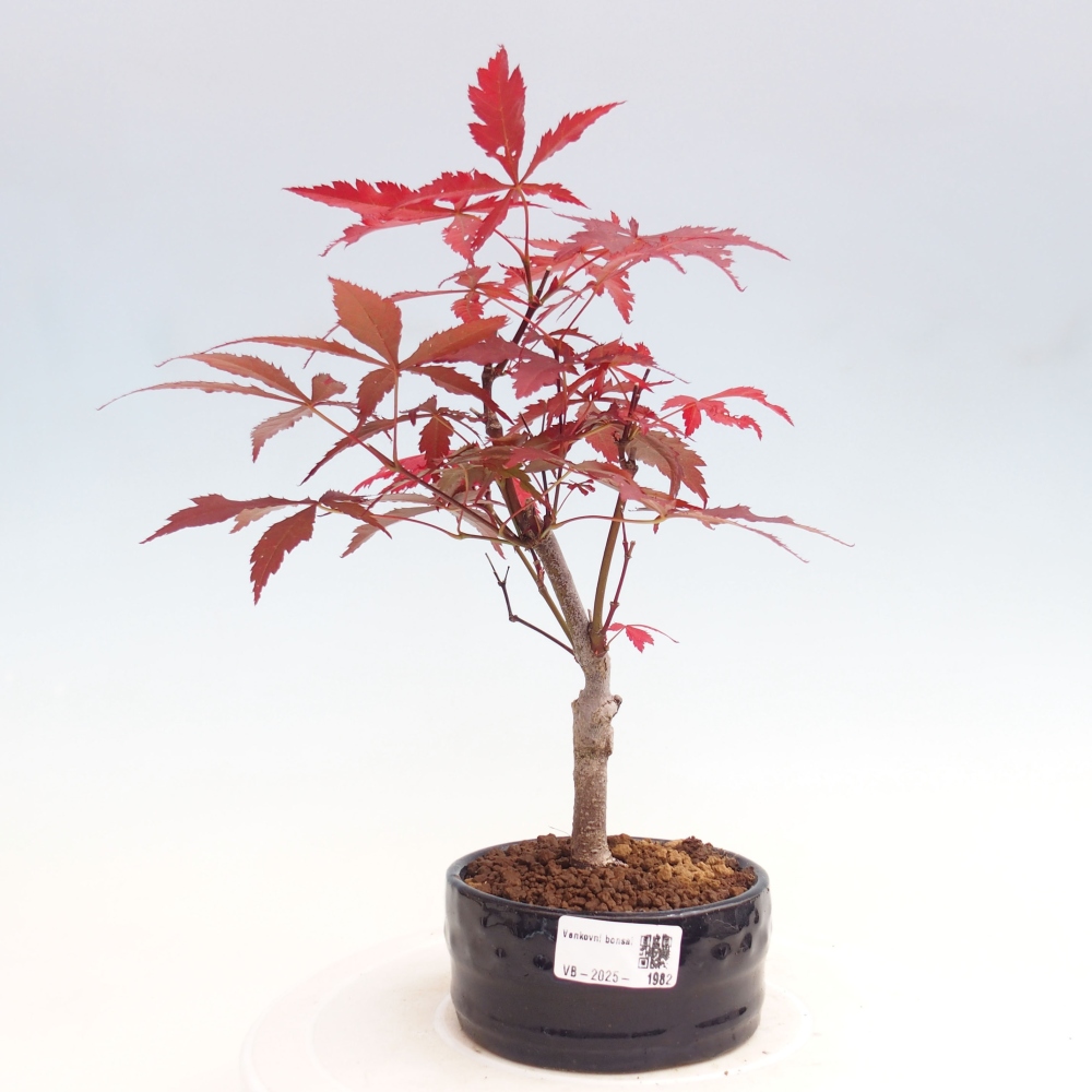 Venkovní bonsai - Acer palm. Atropurpureum-Javor dlanitolistý