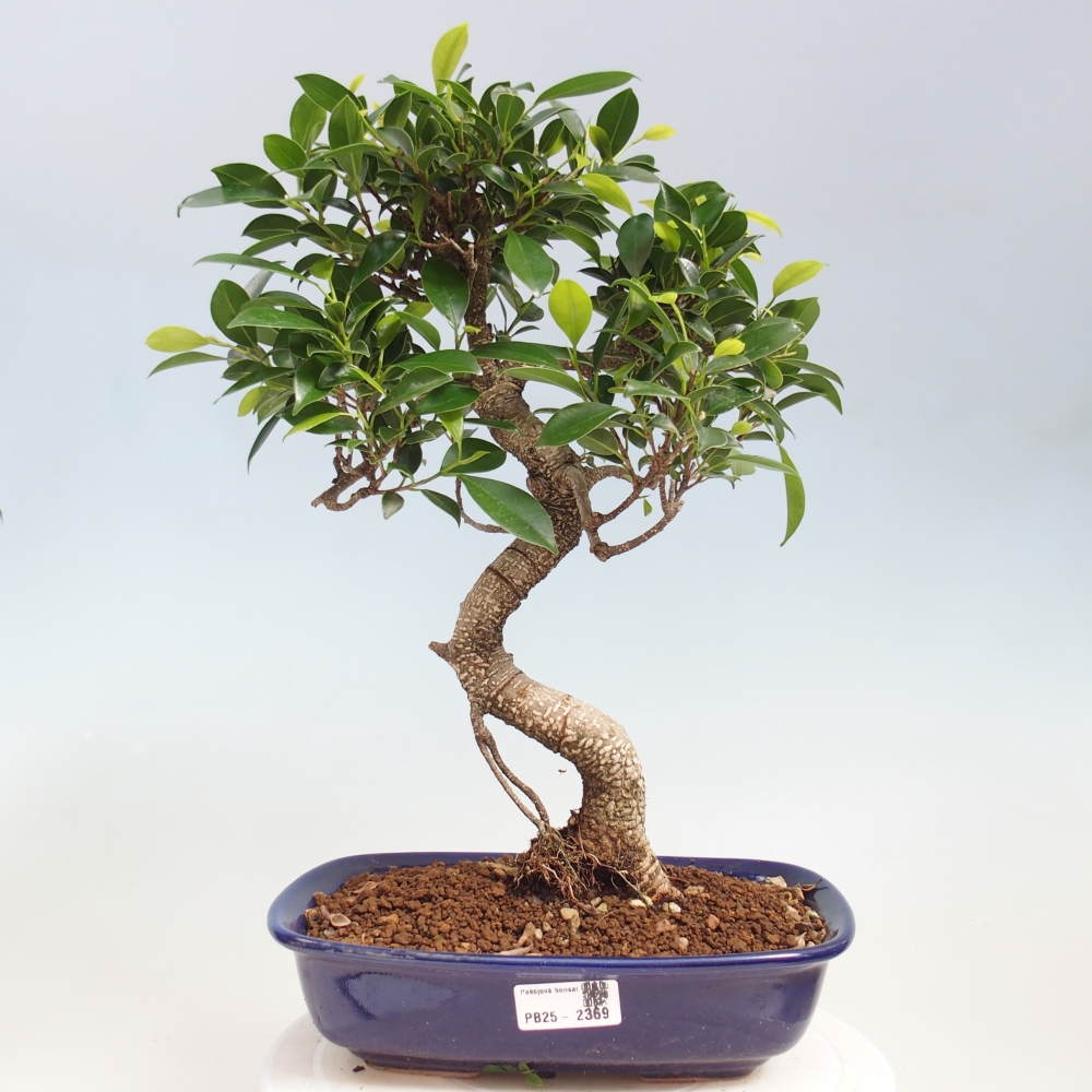 Pokojová bonsai - Ficus kimmen -  malolistý fíkus