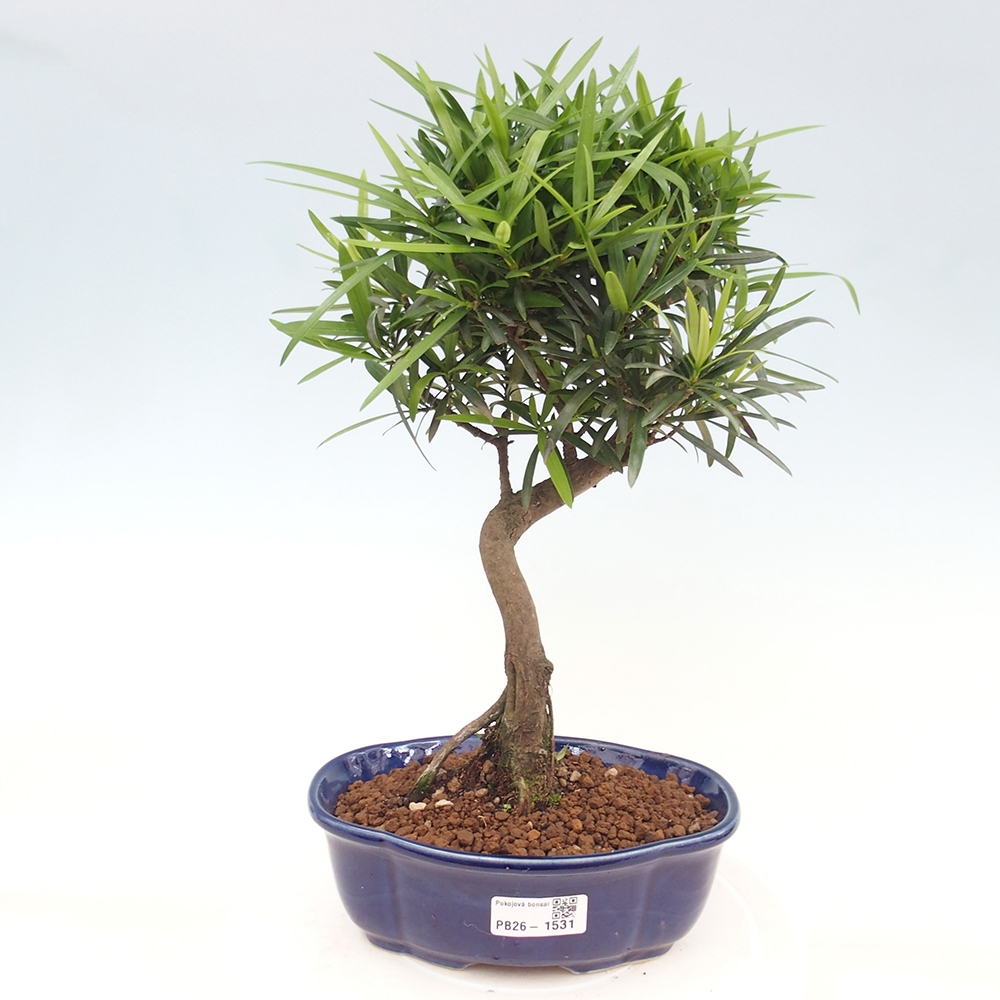 Pokojová bonsai - Podocarpus - Kamenný tis