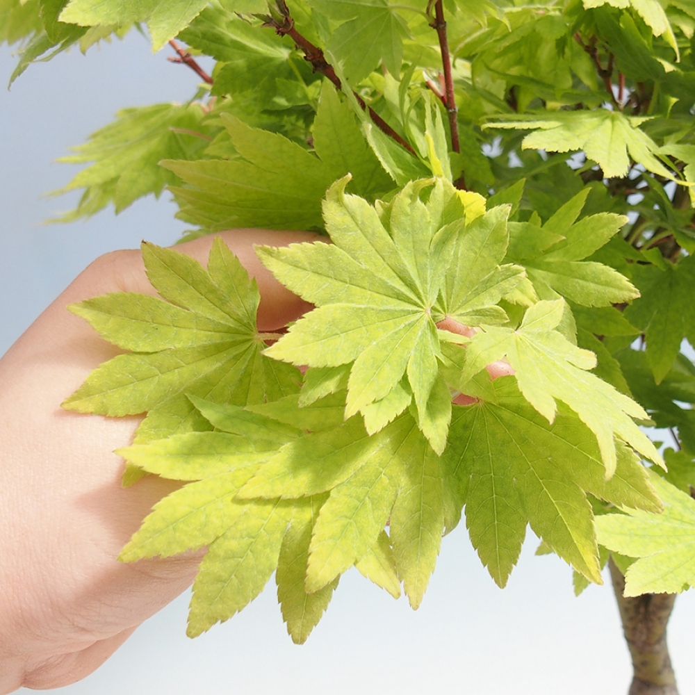 Venkovní bonsai - Javor palmatum katsura GISAN - Javor dlanitolistý