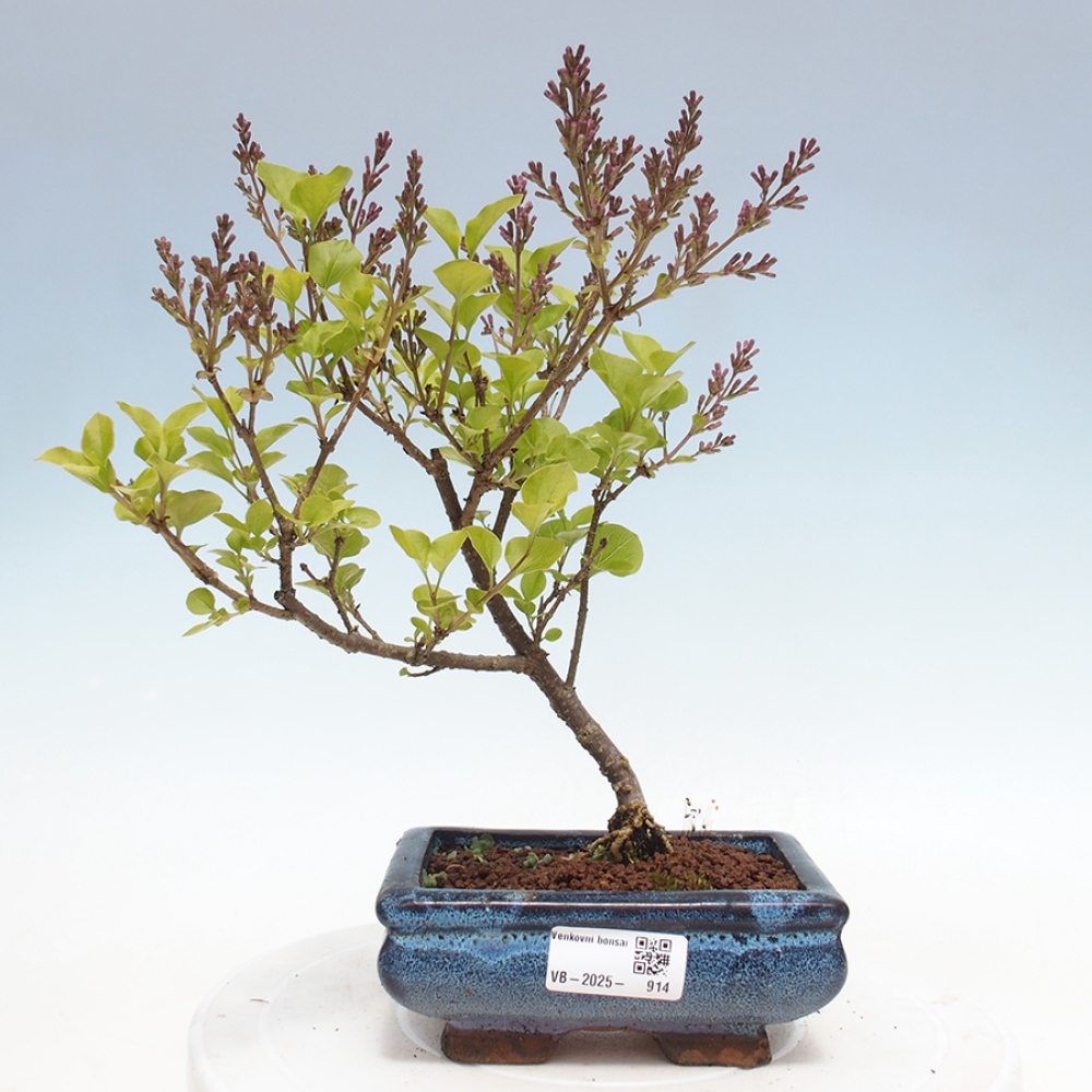 Venkovní bonsai - Syringa Meyeri Palibin - Šeřík Meyerův