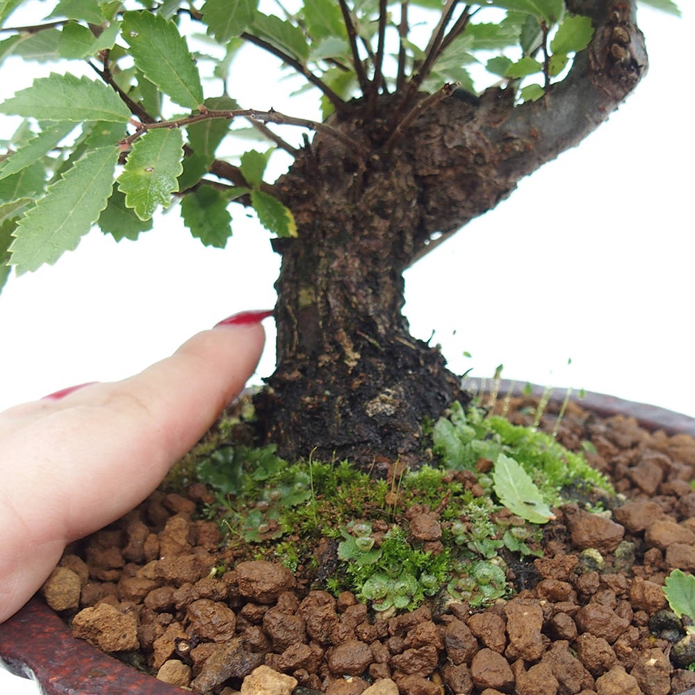 Venkovní bonsai - Zelkova - Zelkova NIRE