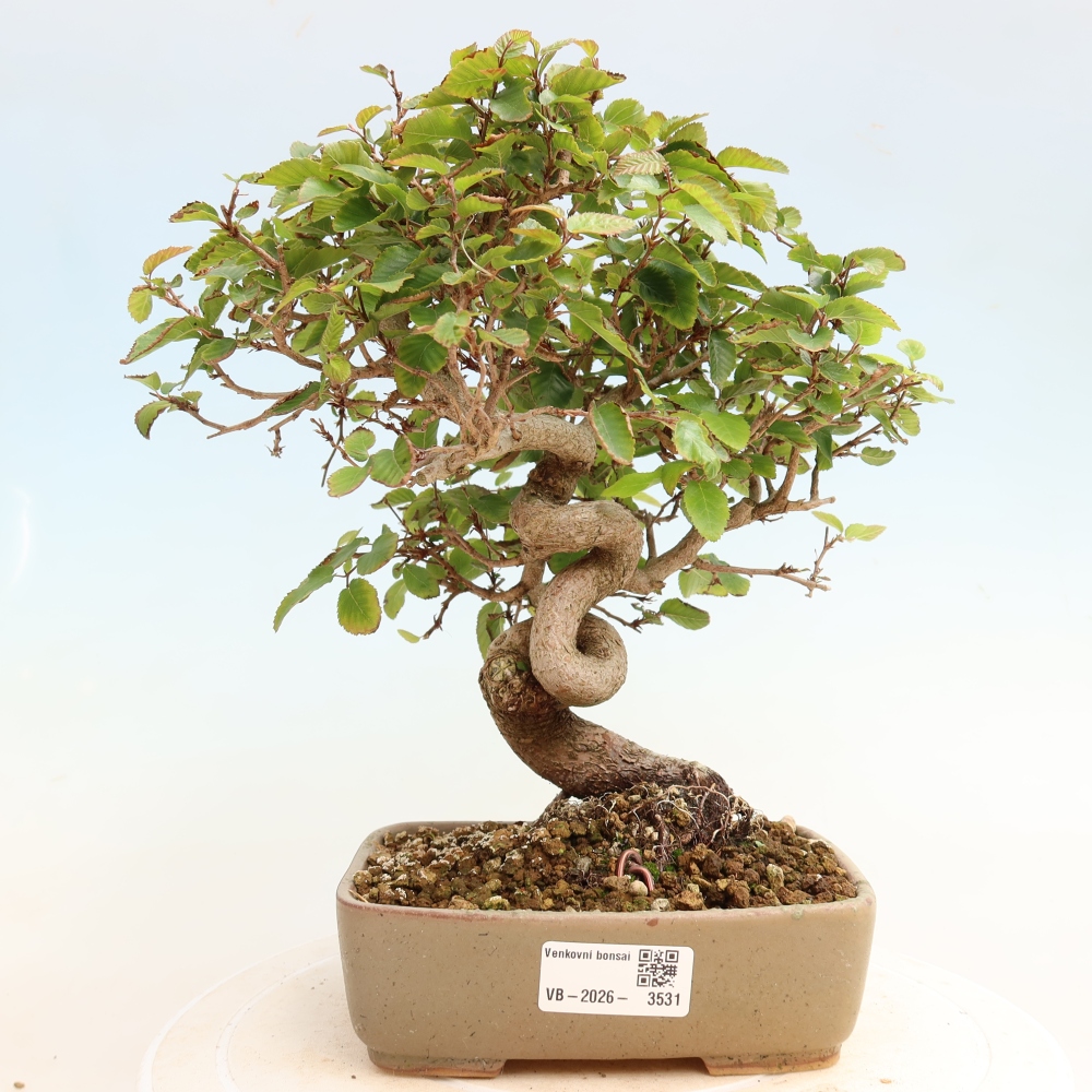 Venkovní bonsai -Carpinus CARPINOIDES - Habr korejský