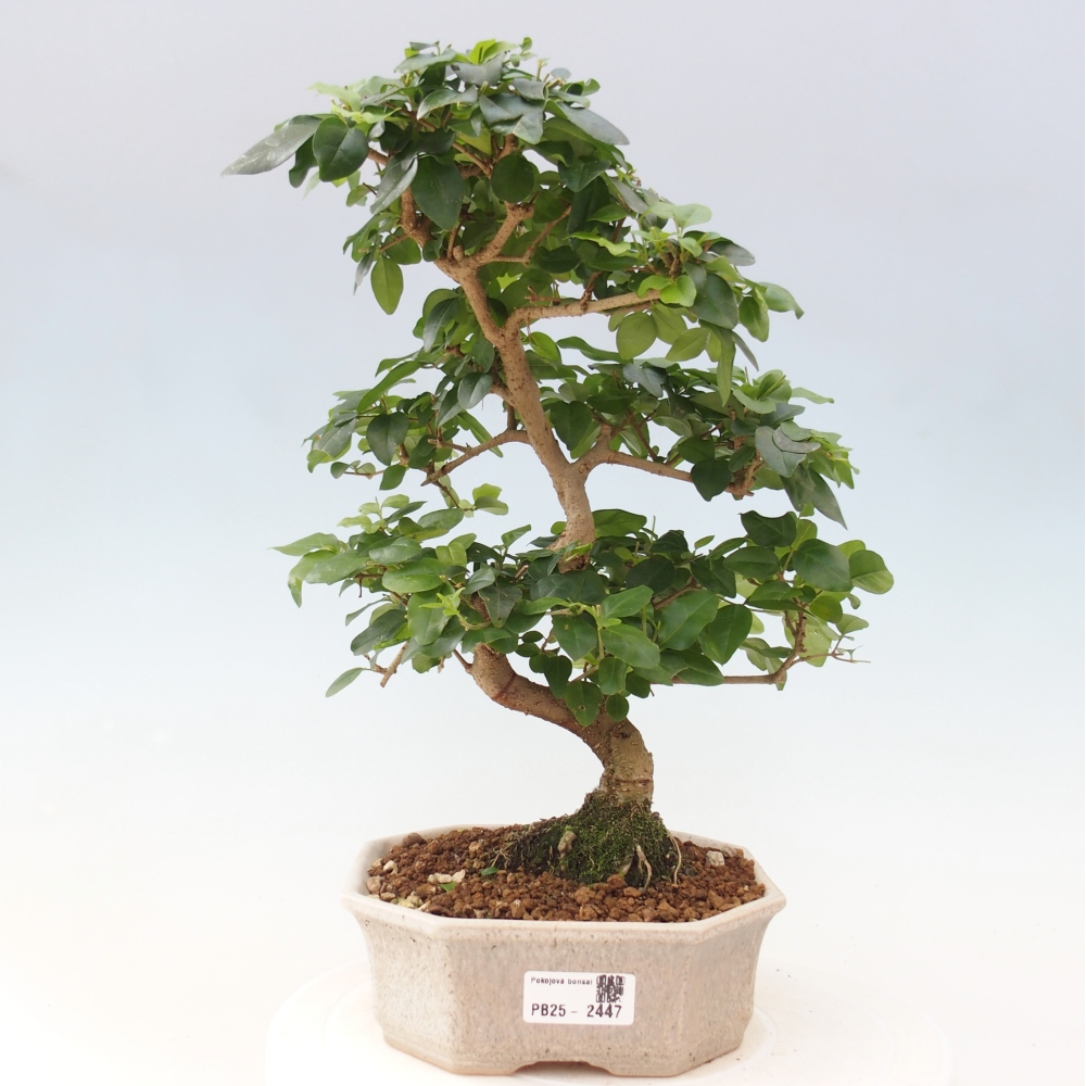 Pokojová bonsai -Ligustrum chinensis - Ptačí zob