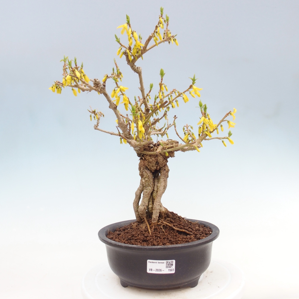 Venkovní bonsai - Zlatice - Forsythia koreana