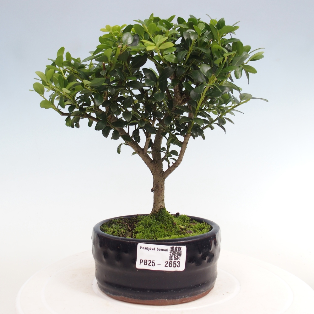 Pokojová bonsai - Ilex crenata - Cesmína